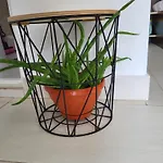 Vilele Bianca